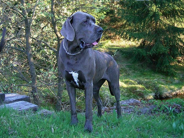 FARRAH z Gardeminki FCI - Dog Niemiecki, Great Danes, Deitsche Doggen