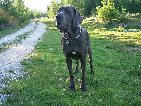 FIONA z Gardeminki FCI - Dog Niemiecki, Great Danes, Deitsche Doggen