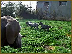 szczenita z Gardeminki FCI - Dog Niemiecki